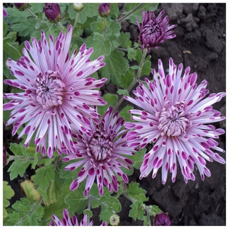 Кондитерская насадка лепесток хризантемы №403 Tulip™